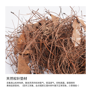 酷爬黄缘安缘生态环境植物造景垫材安布半水龟养殖箱专用缸环境