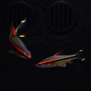 热带淡水观赏鱼一眉道人黑影道人黄化一眉道人草缸群游鱼