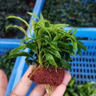 火山石瓦里斯榕鱼草缸造景水草场直发懒人水草增氧阴性淡水榕水草