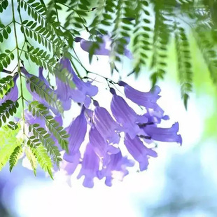 蓝花楹盆栽有造型的艺术盆景网红绿植大型室内办公室阳台植物开花