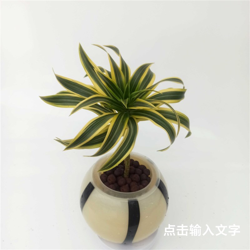 华清花卉 水培金边白合竹室内绿植盆栽