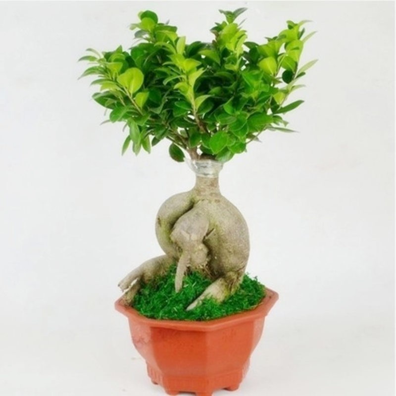 四季常青耐寒榕树造型树桩盆景苗室内植物人参榕小叶榕树盆栽绿植