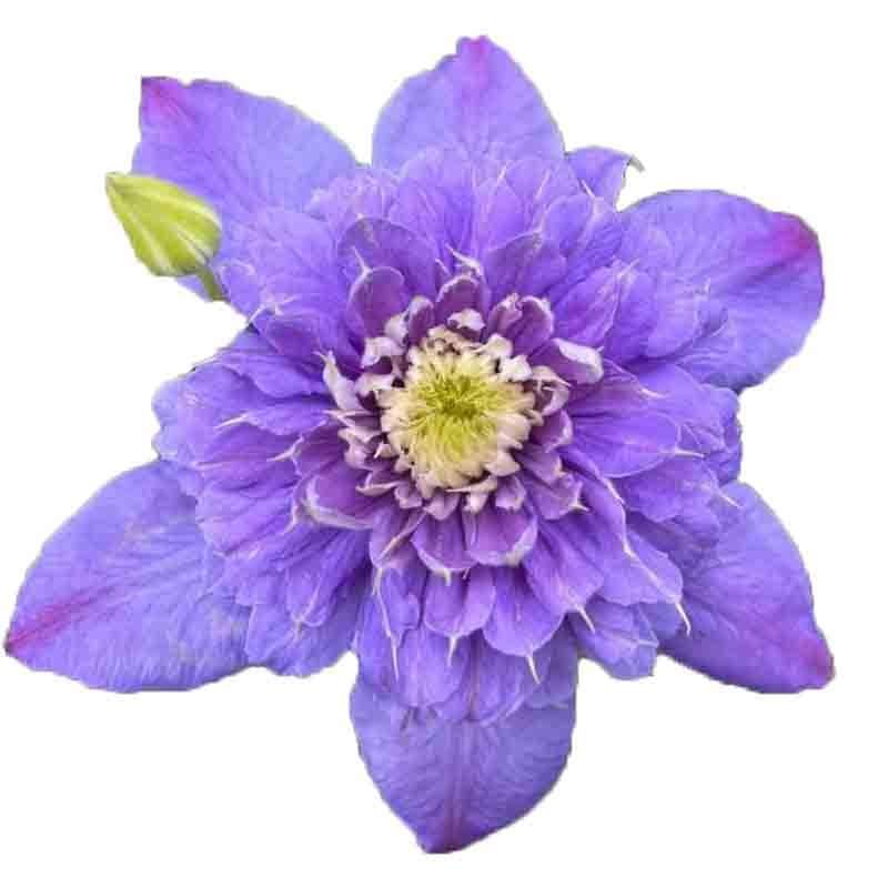 蓝光铁线莲花苗庭院爬藤攀援植物花卉阳台盆栽好养绿植四季大花