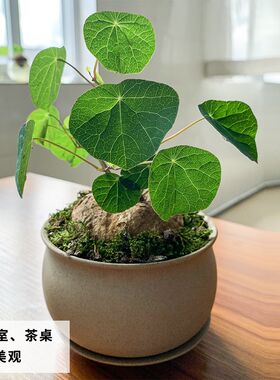 山乌龟植物盆栽红藤圆叶金不换桌面室内绿植素烧土陶花盆套装包活