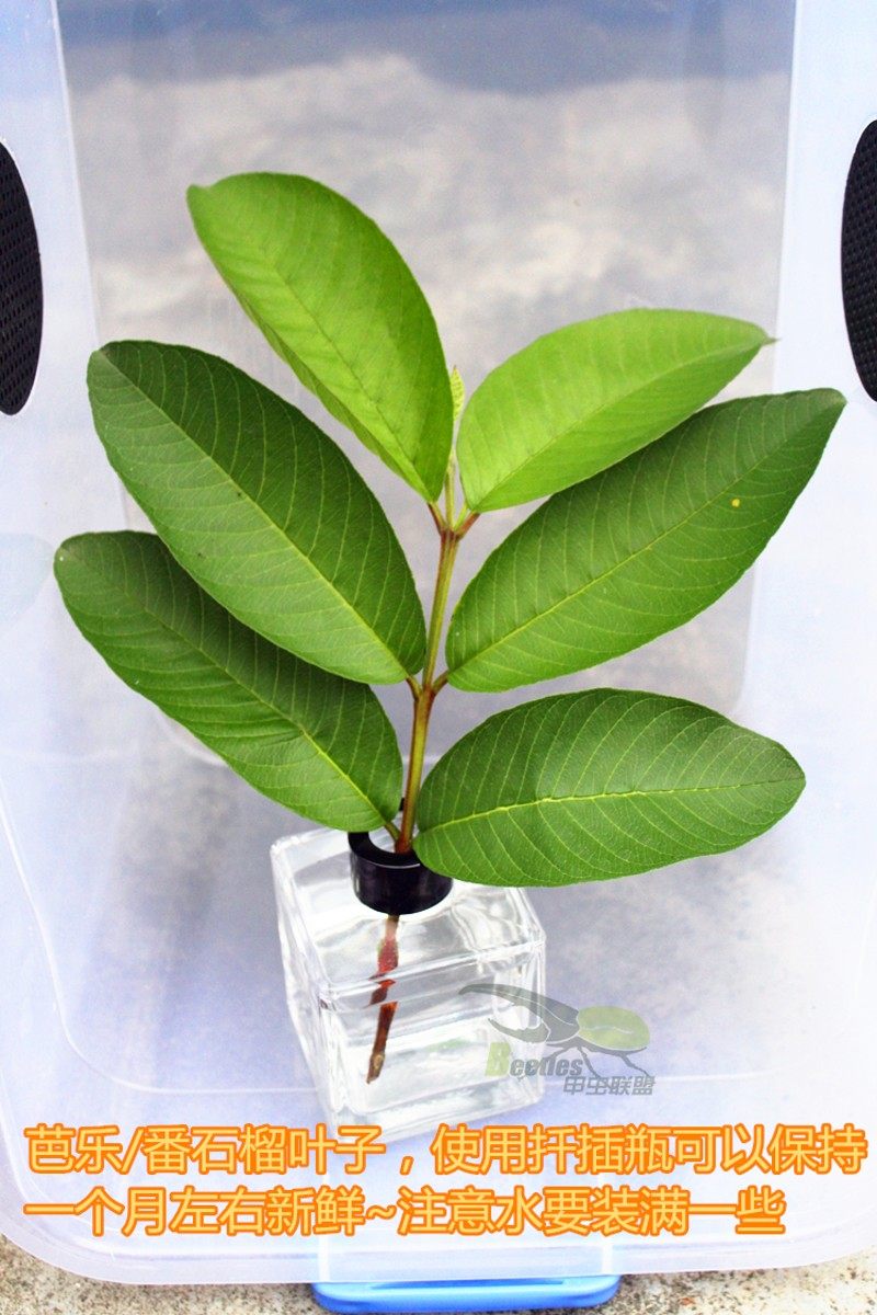 竹节虫叶子虫叶脩虫螳螂螽斯饲养盒箱昆虫教学观赏甲虫联盟研发,宠物/宠物食品及用品,爬宠缸/箱,淘宝优惠券,粉丝福利购,淘宝优惠卷