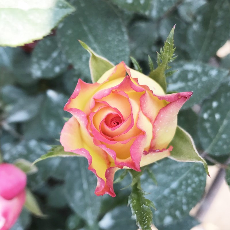 月季花苗特大花浓香阿班斯花卉植物室内庭院阳台四季开花玫瑰盆栽