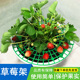草莓种植托盘架防倒伏植物果实支撑阳台草莓支撑垫托架支架网片架