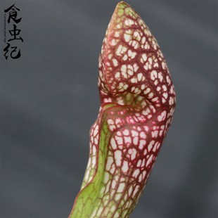 猩红瓶子草 新手推荐食虫植物-食虫草 奇异植物 回声草