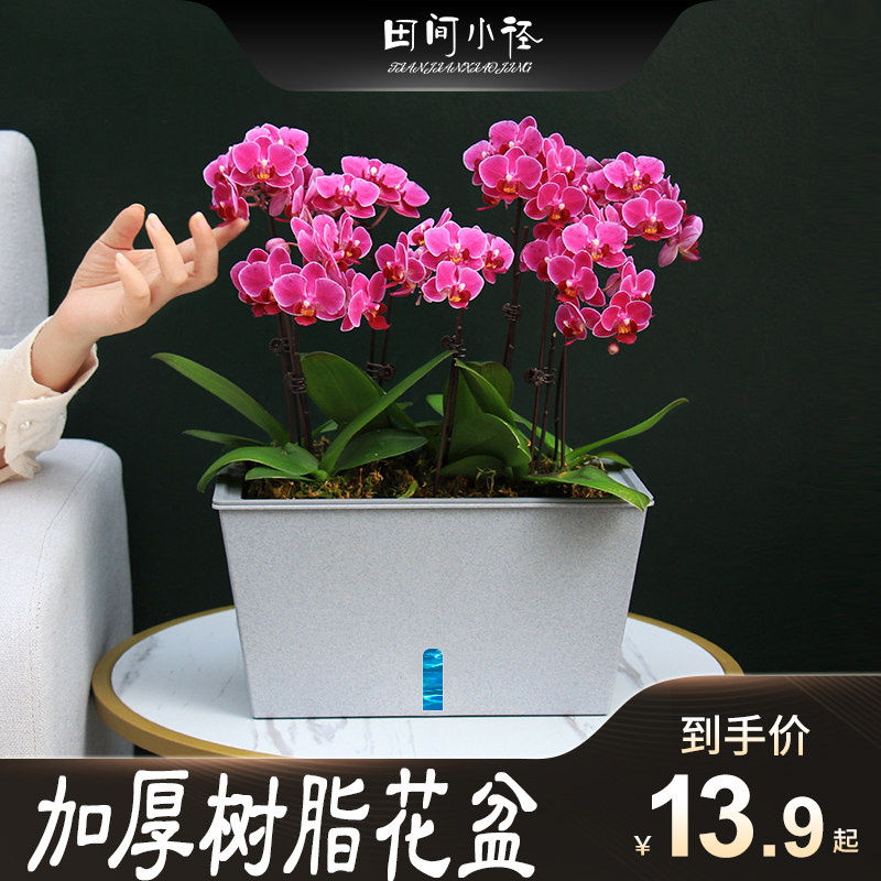 阳台种菜盆室内植物种植箱长方形草莓花盆塑料懒人自吸水盆栽盆器,鲜花速递/花卉仿真/绿植园艺,花盆,淘宝优惠券,粉丝福利购,淘宝优惠卷