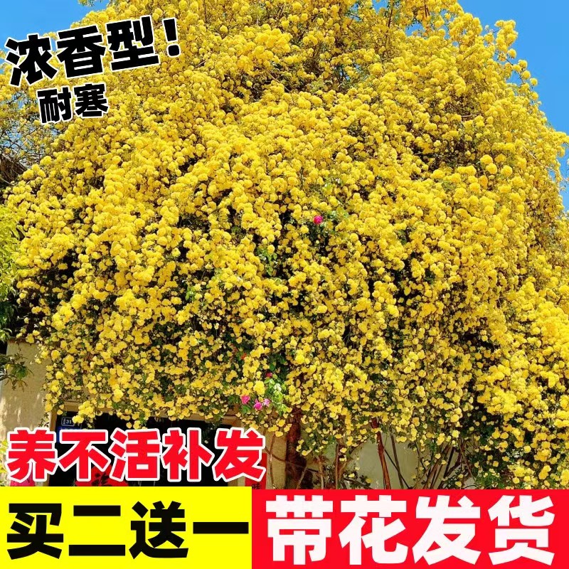 黄木香花苗爬藤植物红白木香树苗大苗重瓣庭院四季开花木香花盆栽