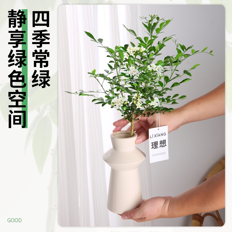 水培植物九里香盆栽四季开花室内客厅桌面玻璃端花卉绿植好养