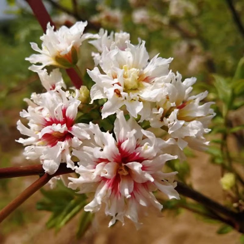 文冠花树苗浓香型盆栽室内外阳台庭院观赏花卉绿植好养多年生植物