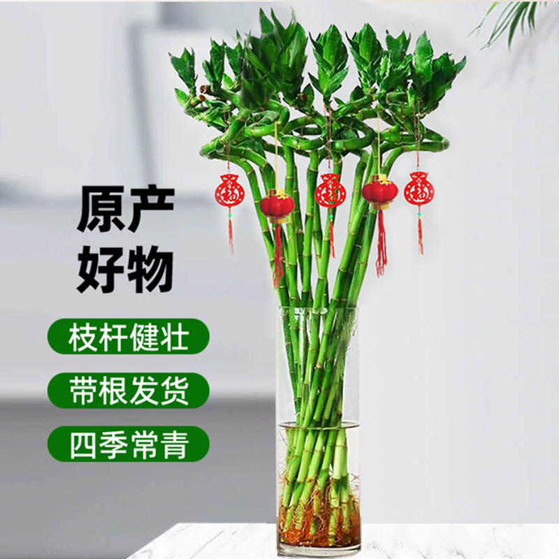 带根富贵竹转运竹植物水养盆栽客厅弯竹龙竹开运竹子招财水培绿植