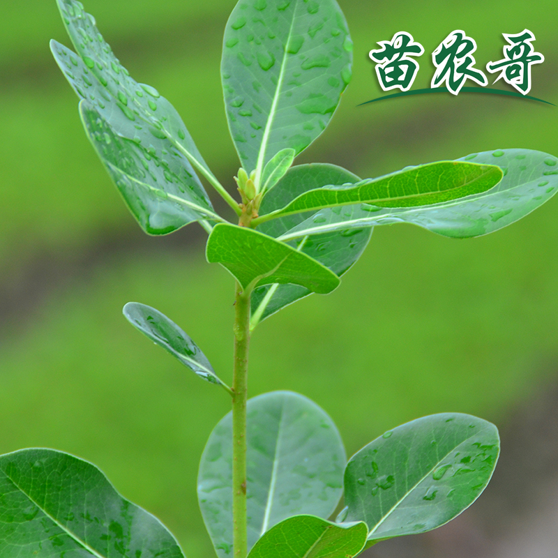 【苗农哥】庭院绿化苗木 树苗 四季常青 庭院海桐绿化植物绿植