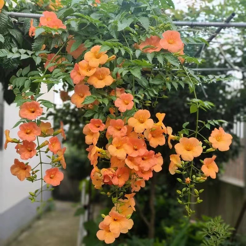 耐寒凌霄花苗爬藤植物老桩盆栽阳台庭院楼顶攀援炮仗花凌霄花树苗