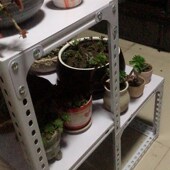 梯形货架台阶式 移动组合架 粮油店水果花架月饼展会商品展示架拆装