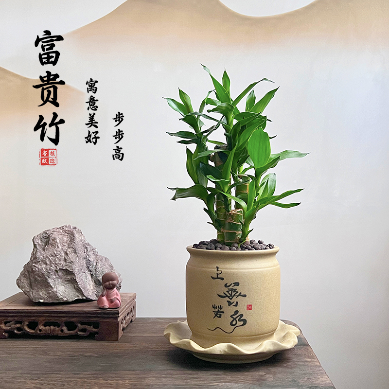 富贵竹盆栽植物室内客厅办公室招财文昌竹盆景节节高绿植开运竹子
