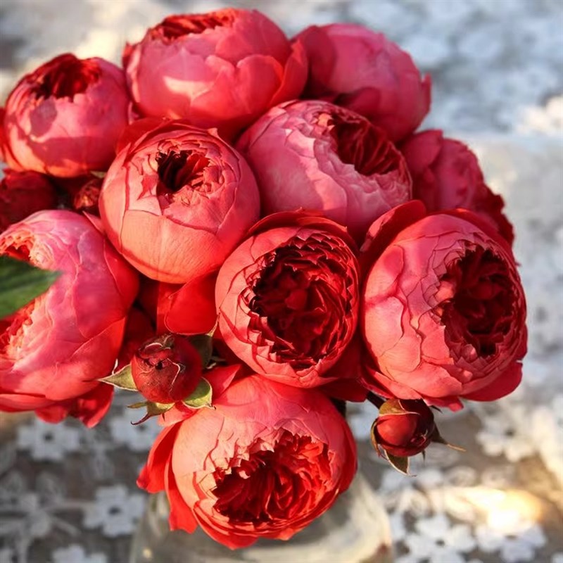 朱砂碗 月季花苗开花玫瑰小苗四季盆栽花卉爬藤植物蔷薇树绿植