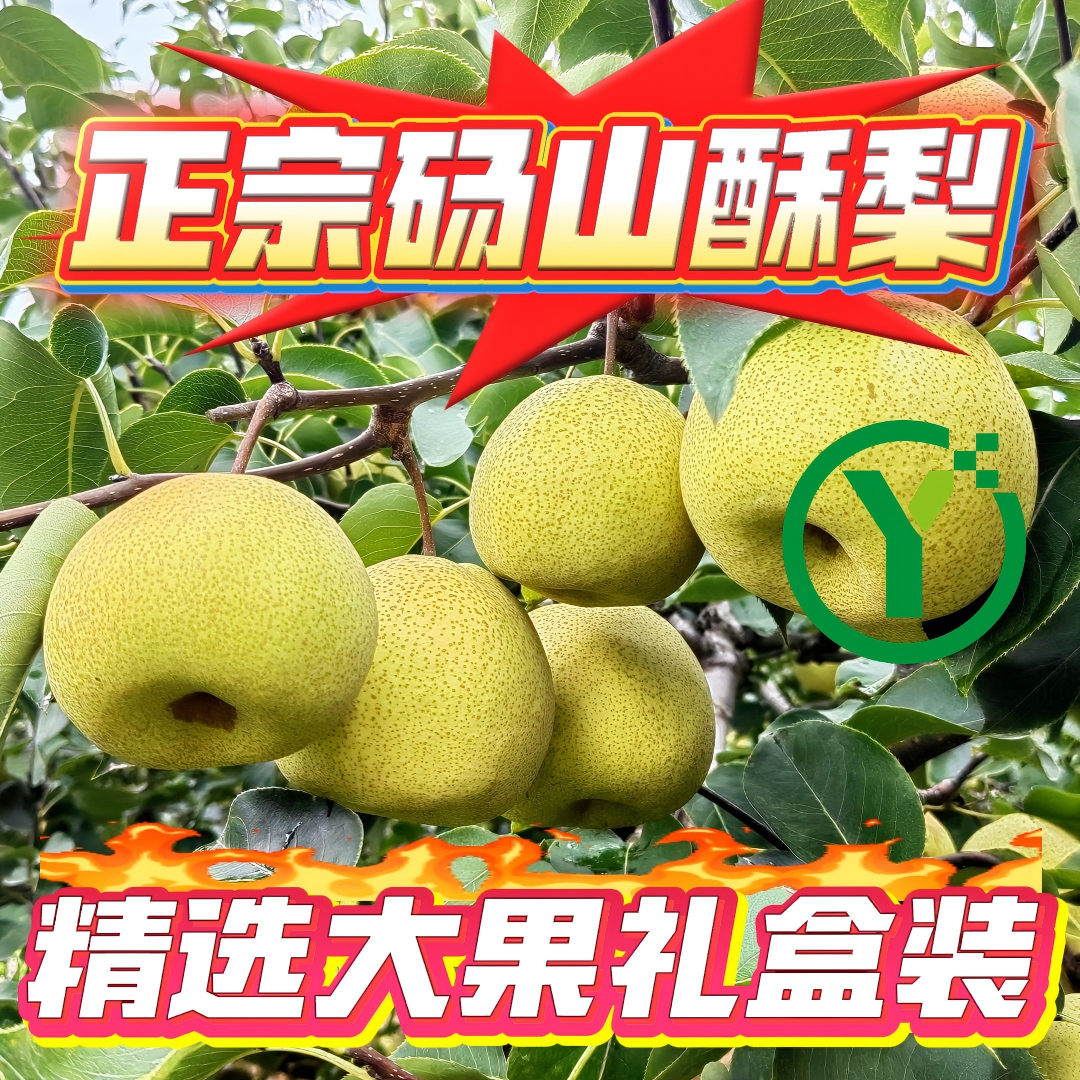 正宗砀山酥梨11斤礼盒装 安徽砀山梨新鲜水果梨烤梨包邮秋梨膏