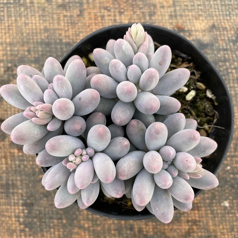 婴儿手指群生老桩多头多肉植物小盆栽组室内阳台花卉新手四季好养