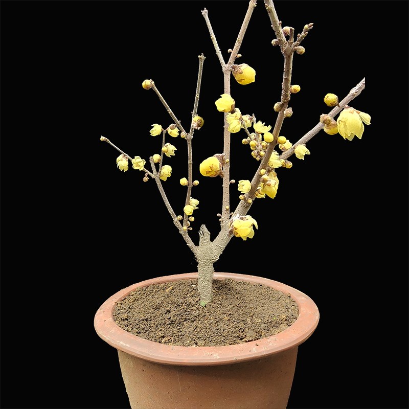 腊梅花树苗盆栽易活蜡梅浓香型耐寒植物冬天开花盆景四季花卉梅花