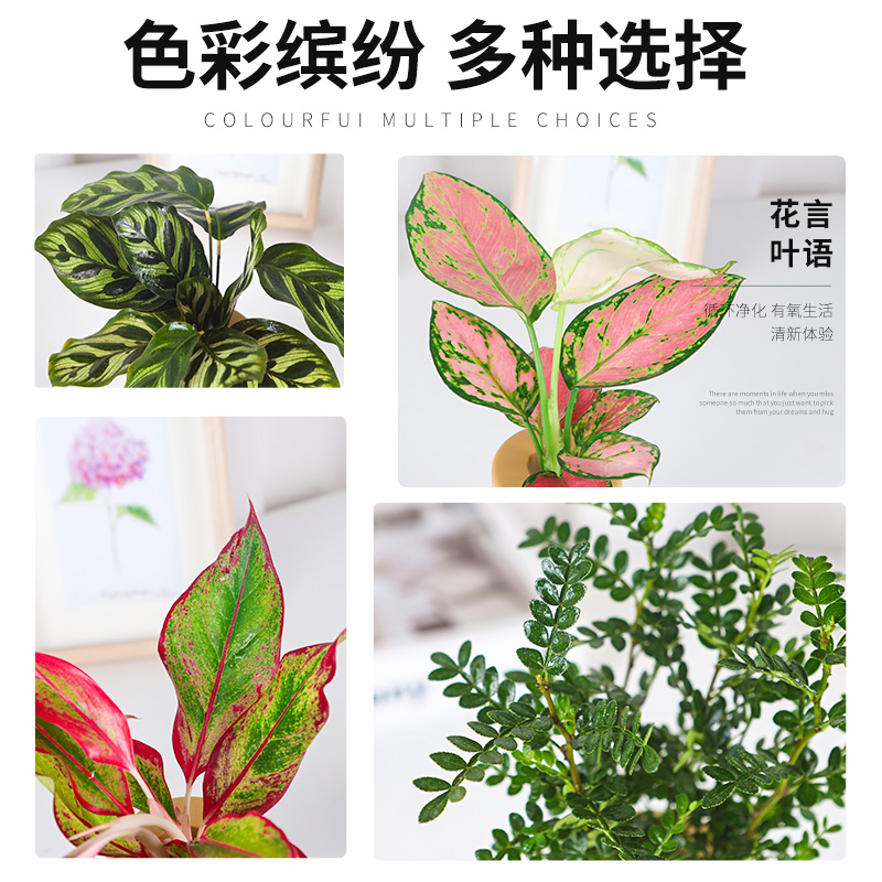 绿植室内花卉发财树办公室富贵竹水培植物绿萝净化空气驱蚊盆栽