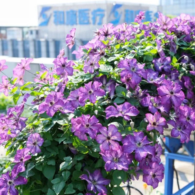 早安黎明的天空铁线莲大苗阳台盆栽重瓣大花庭院藤本爬藤攀援植物,鲜花速递/花卉仿真/绿植园艺,绣球/木绣球/木本植物,淘宝优惠券,粉丝福利购,淘宝优惠卷