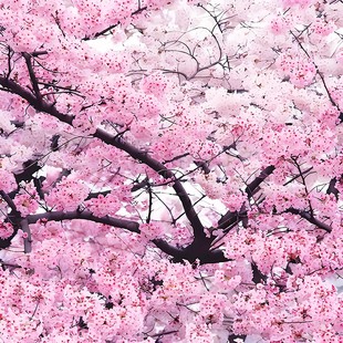 樱花树苗庭院大树盆栽名贵大门风景树植物门前院子里适合种的花