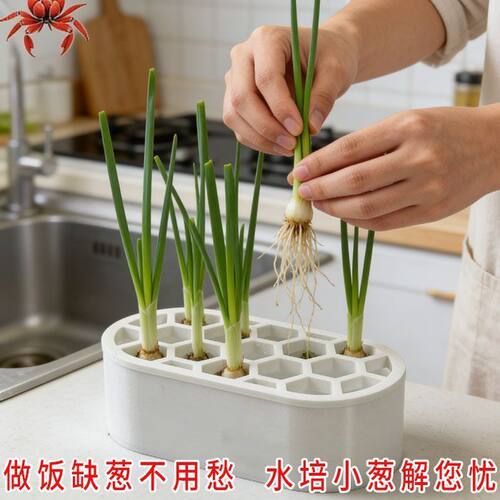 特价：3个家用葱蒜水培种植盒