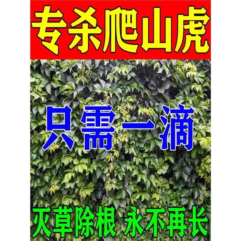 爬山虎去除爬山虎克星爬墙虎藤蔓灌木杂草专用除草烂根剂一扫光药
