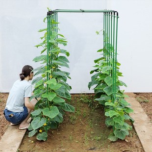 爬藤架葡萄黄瓜豆角种菜架花卉植物支撑杆西瓜西红柿架瓜棚搭架子