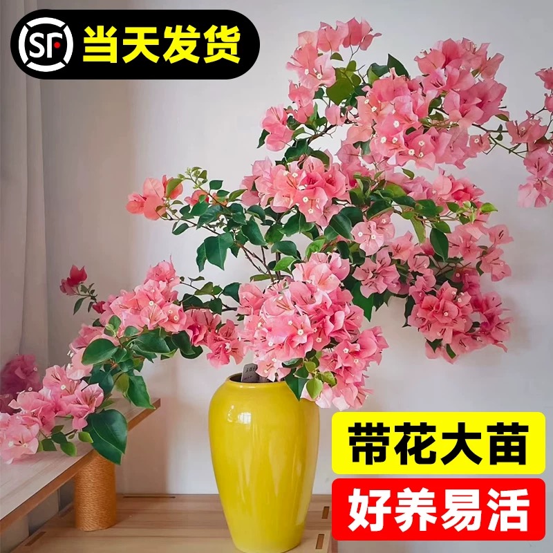 不甜西瓜三角梅盆栽带花大苗爬藤花卉植物阳台四季开花重瓣树苗