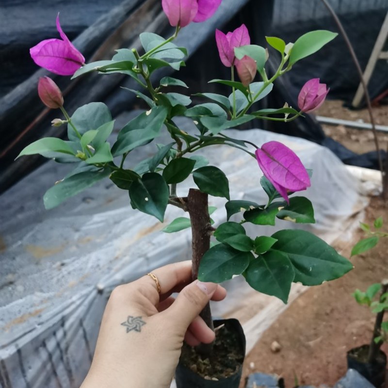 新人练手紫色三角梅小叶本地紫袋苗--本店基地直发