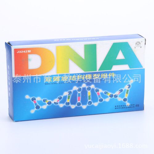33307DNA双螺旋结构模型组件生物实验器材 教学仪器