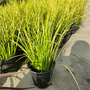 白羽芒草蜜糖草大花麻叶泽兰园林绿化观赏植物大型装饰庭院阳台养