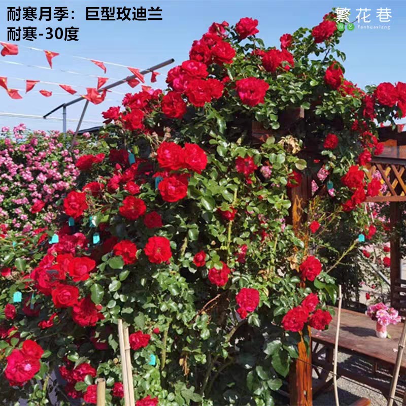 法国玫昂巨型玫迪兰月季 藤灌两用耐寒抗病红色大花藤本月季花苗