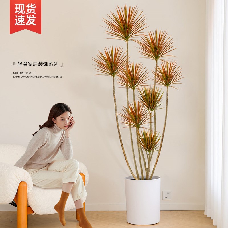 千年木客厅绿植大型植物盆栽造景室内好养七彩铁龙血树落地式真树