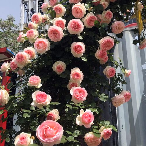 藤本爬藤月季玫瑰花苗特大花蔷薇四季开花盆栽浓香绿植红木香庭院