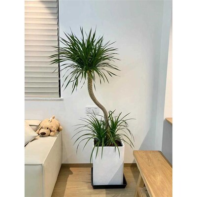 1.4~2.5米龙血树盆栽大型绿植室内办公室绿化植物客厅龙须树植