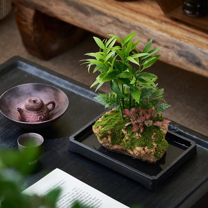 吸水石绿植盆栽室内耐阴好养狼尾蕨植物米竹罗汉松小叶紫檀盆景