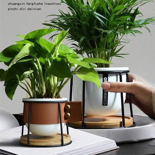 绿萝创意办公室桌面小盆栽室内净化空气耐阴植物好养袖 珍椰子绿植