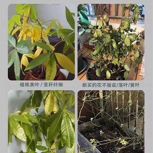 这就是救花神器 发财树养成这个鬼样子 不要着急扔 给它浇一种水