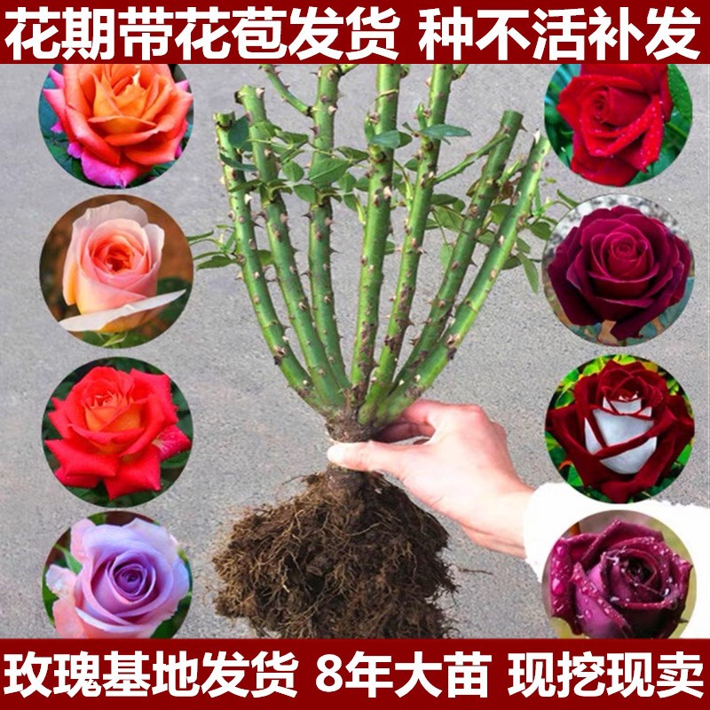 玫瑰花苗四季开花盆栽花卉植物室内花月季花树苗特大花老桩苗
