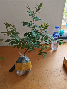 寒粉木本抗寒月季庭院地栽盆栽花卉阳台灌木特大花月季花苗 粉蝶