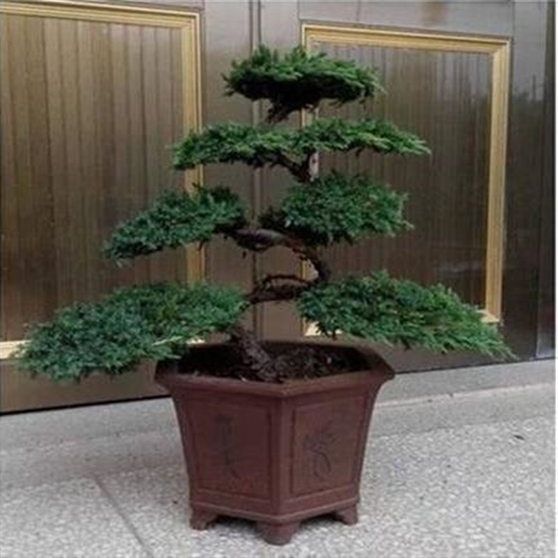 迎客松盆景真树罗汉松造型中小型地栽盆栽玄关室内外摆件四季常青