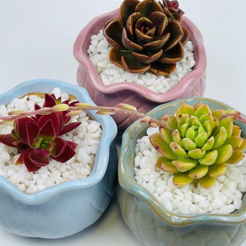 多肉多肉植物精品多肉带盆懒人花盆栽绿植室内好养四季易活