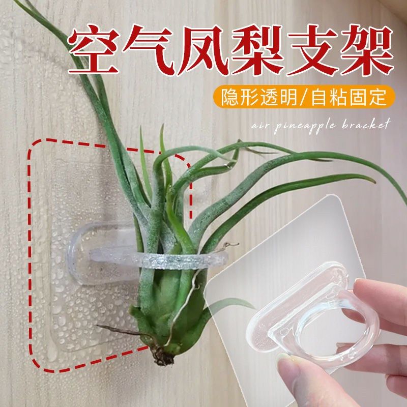 空气凤梨支架花盆花架配饰冰箱贴装饰自粘贴支架底座透明固定神器,鲜花速递/花卉仿真/绿植园艺,红掌/凤梨/温室花卉,淘宝优惠券,粉丝福利购,淘宝优惠卷