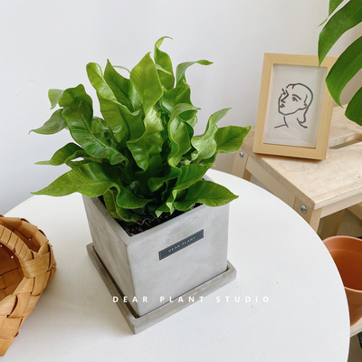 亲爱的绿植火焰鸟巢蕨植物室内好养浴室观赏小绿植办公桌室内盆栽