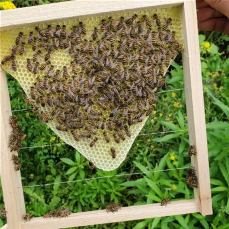 蜂箱交尾箱拼接巢框前后双开门