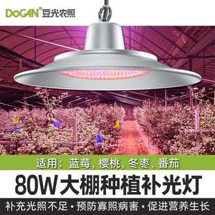 80W大棚植物光照灯LED全光谱蓝莓樱桃冬枣西红柿专用生长补光灯